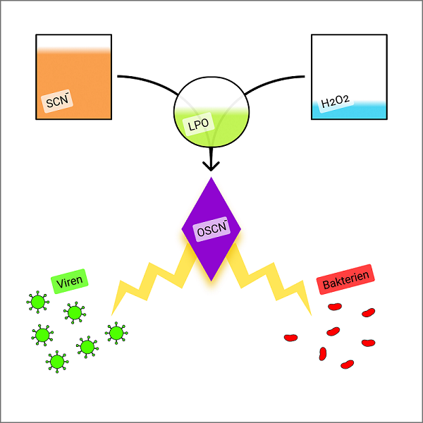 LPO System